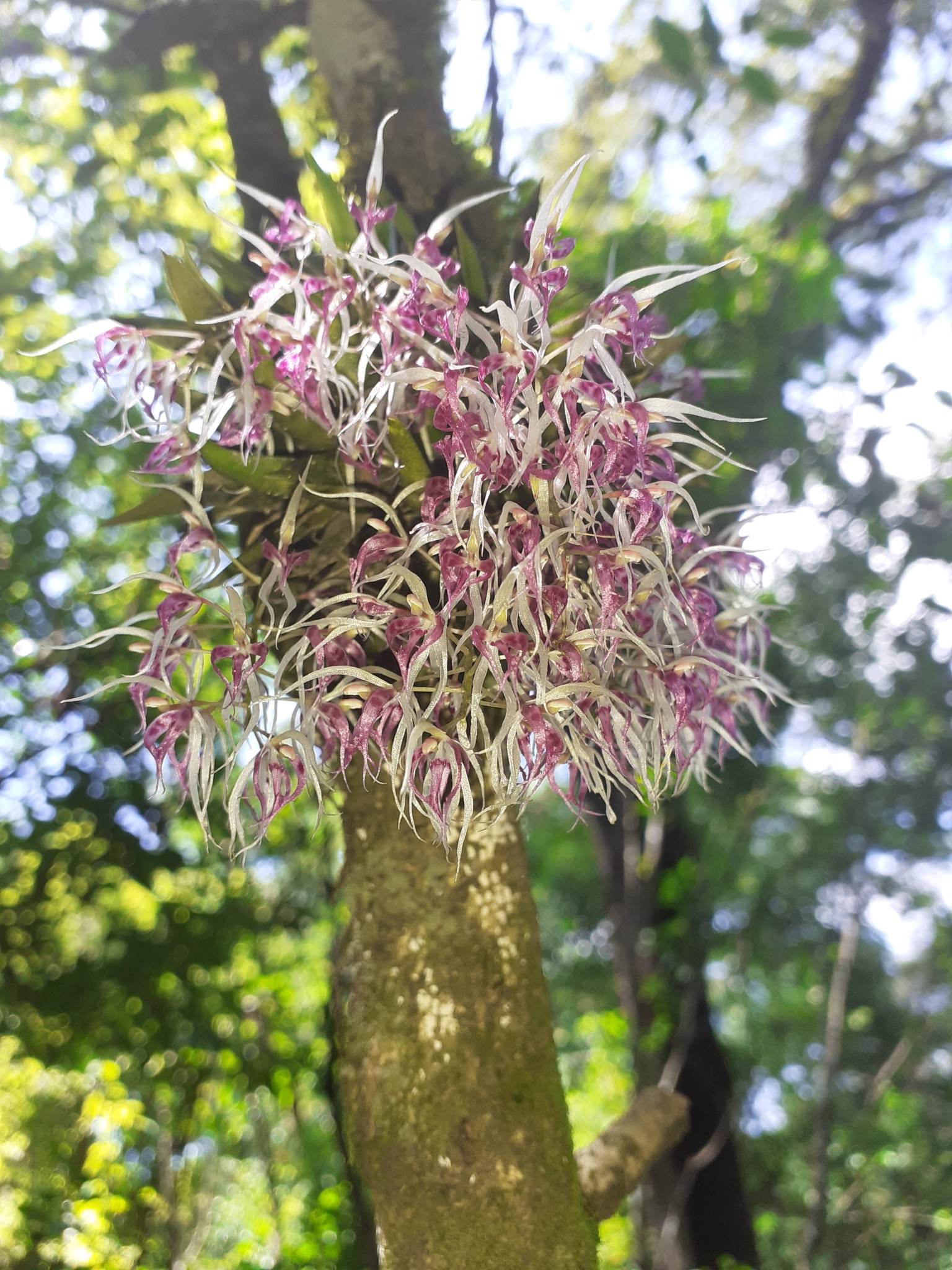 Macroclinium bicolor 